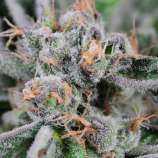 PLUSHBERRY 5CT REGS