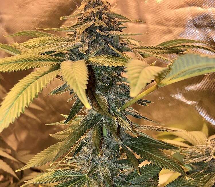 JILLY BEAN BUBBLE GUM 5CT REGS