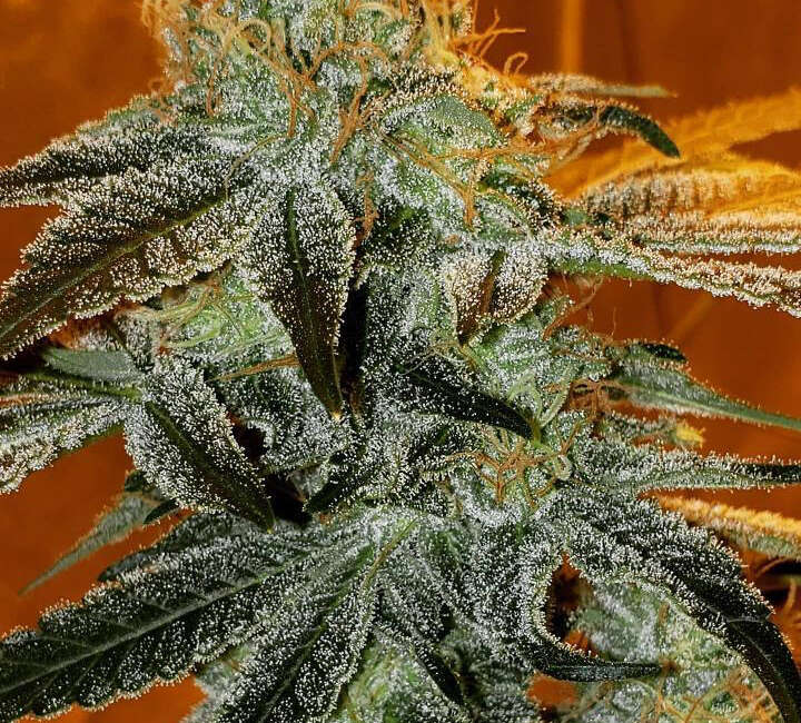 JILLY BEAN GRAPE 5CT REGS
