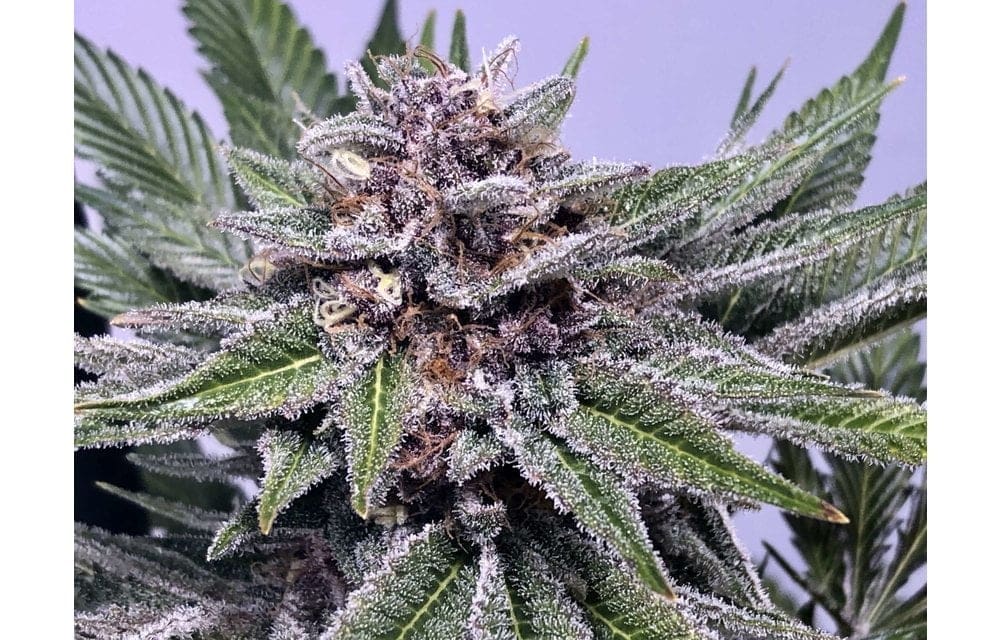 CHIROPTERA KUSH 6CT FEMS