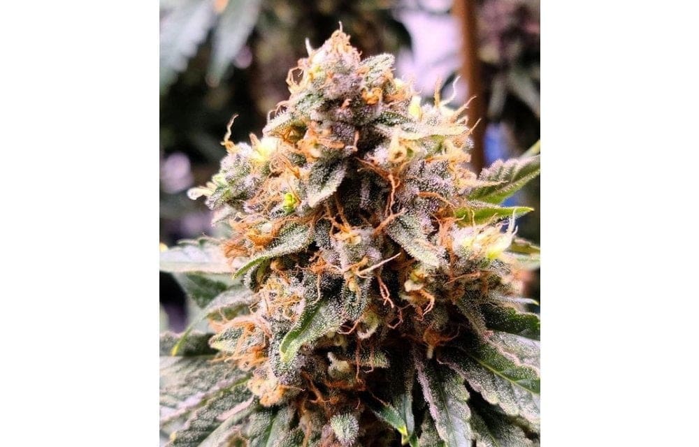 JILLY BEAN BLACK CHERRY 5CT REGS