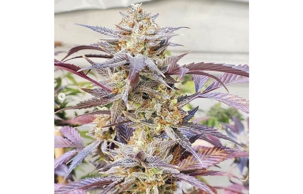 THE FLAV 5CT REGS