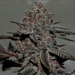 SWEETCHEE 12CT REGS BUY ONE GET ONE FREE