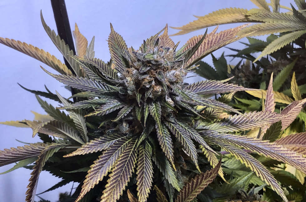 JILLY BEAN F2 5CT REGS