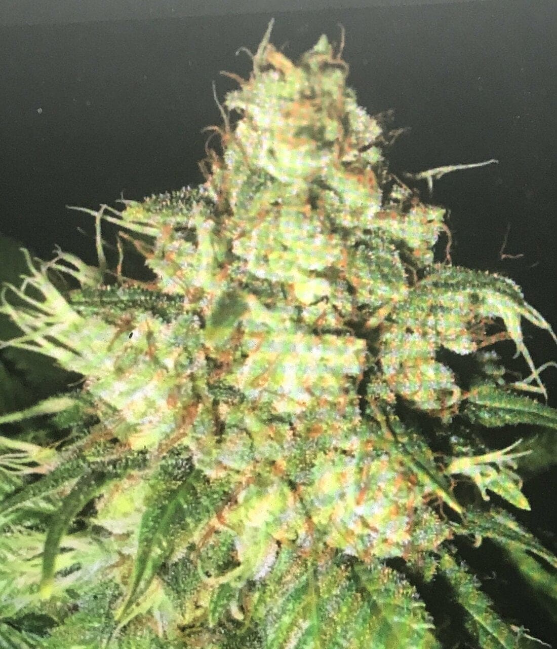 BUBBA CHEESE 12CT REGS PLUS 3 SEED BONUS PACK
