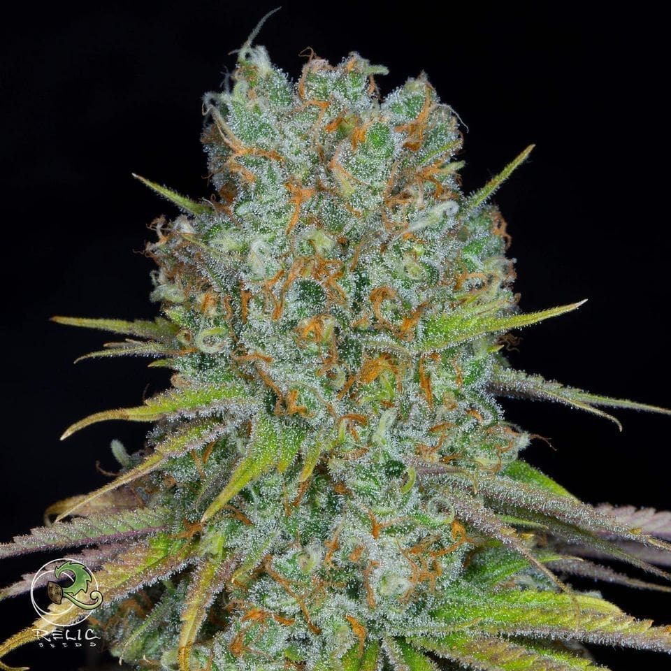 DURBAN GRAPEFRUIT V2 12CT REGS PLUS 3 SEED BONUS PACK