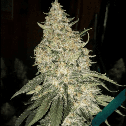 GRANDPA'S STASH R2 FEM