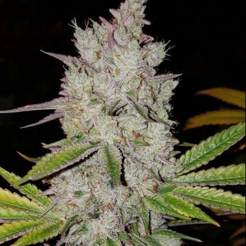 LILAC DIESEL AUTOFLOWER RBX2 ETHOS GENETICS