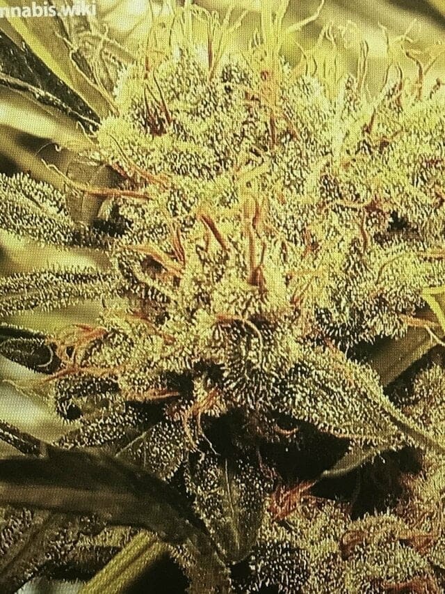 G13/HAZE F3 12CT REGS PLUS 3 SEED BONUS PACK