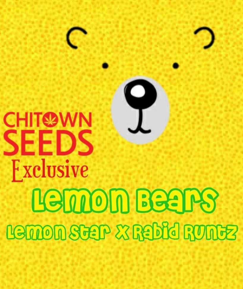 LEMON BEARS (EXCLUSIVE) 5CT AUTOFLOWER