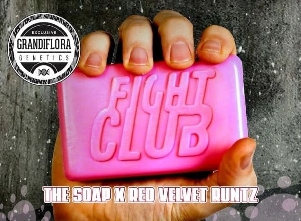 FIGHT CLUB 5CT FEMS