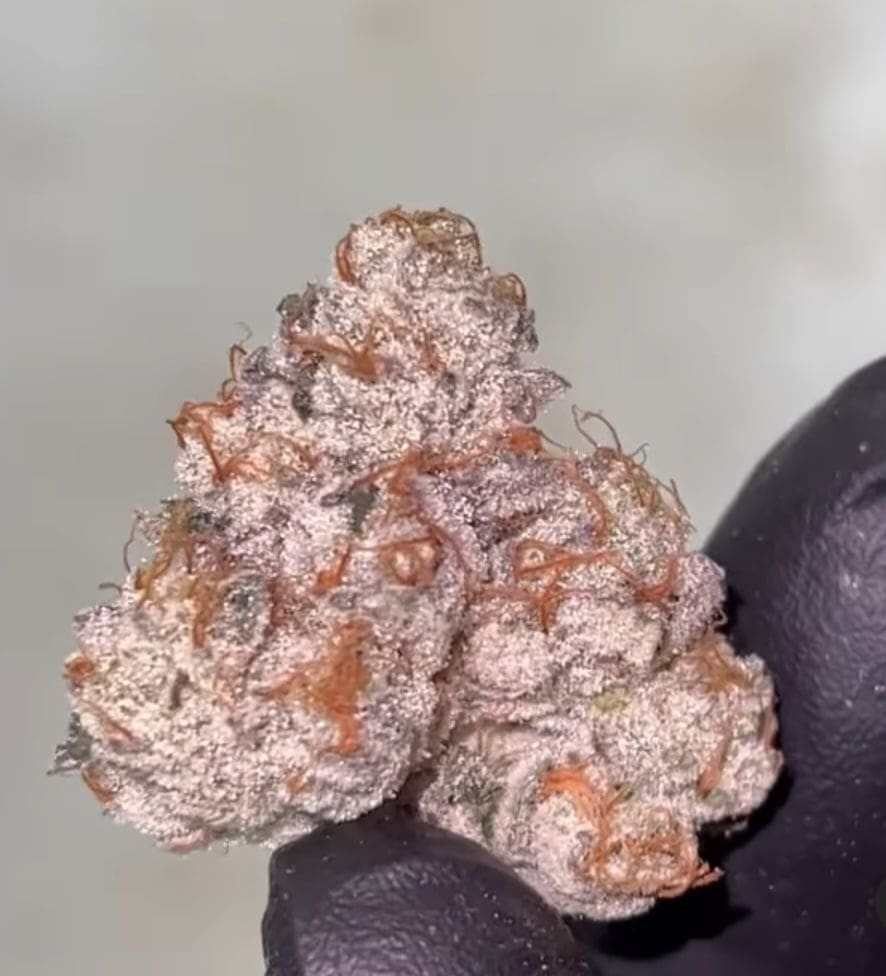 FIRE CROTCH 6ct FEMS - Image 2