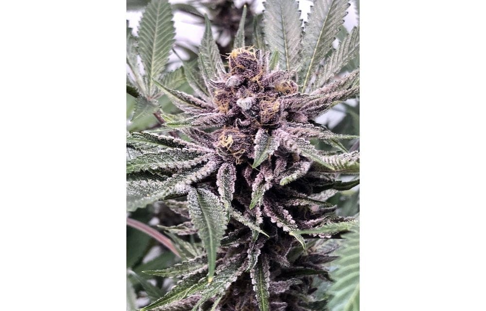 Purple Afghani Kush S1