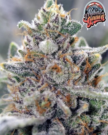 ALPINE GUAVA 15 CT REGS SIN CITY SEEDS
