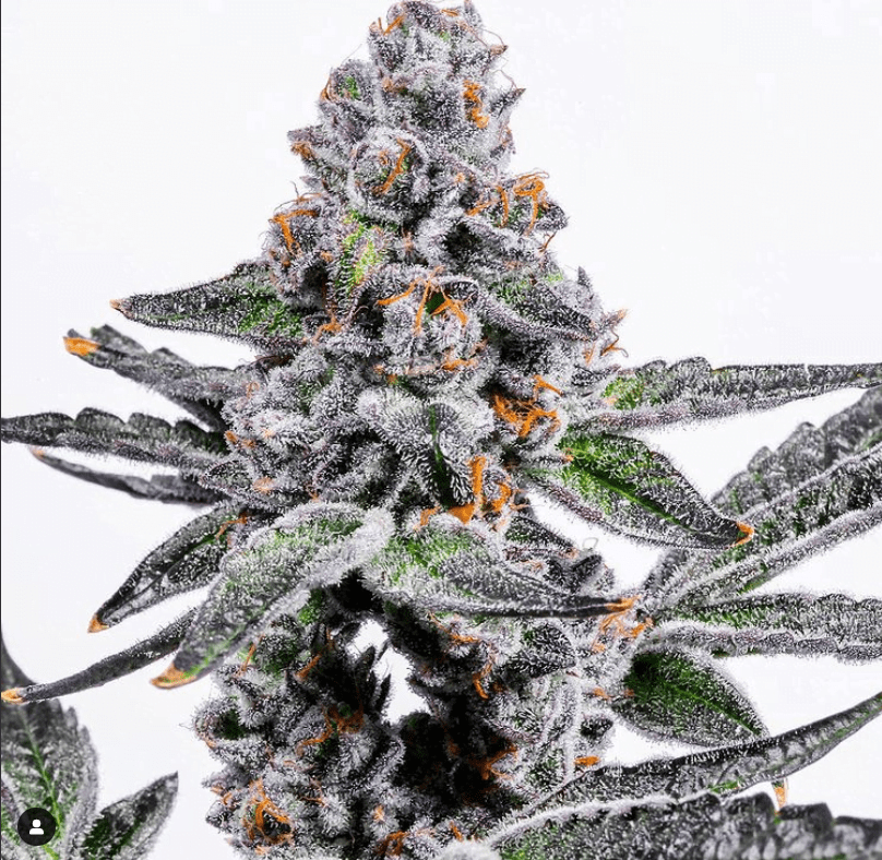 Blue Magoo Cookies 12ct Regs w/Dynasty Freebie