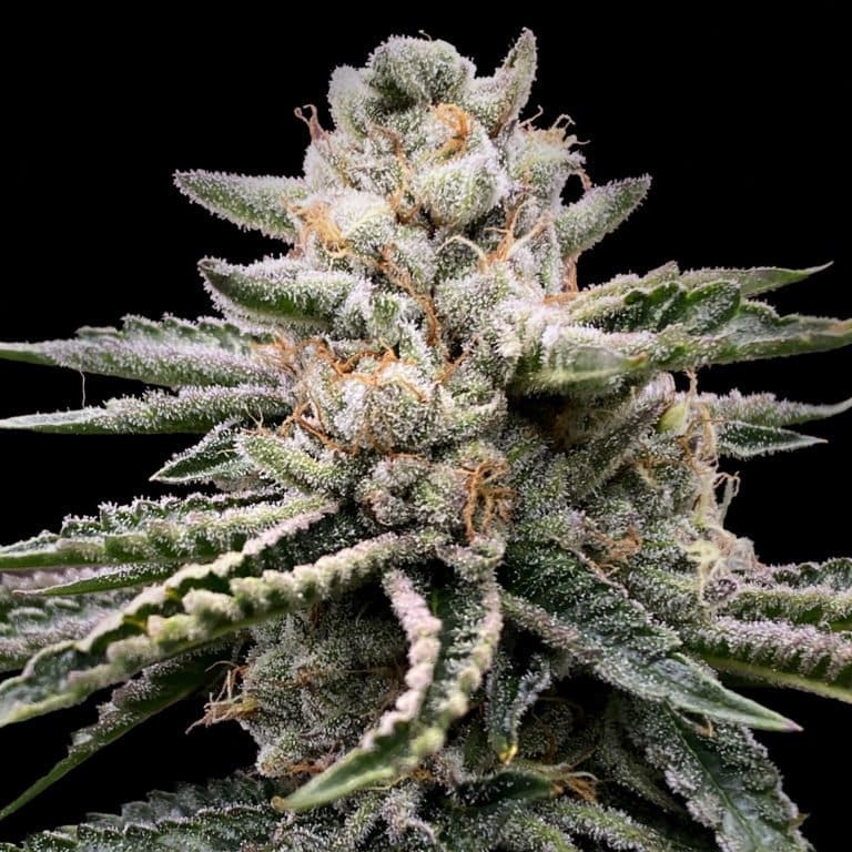 Baked Bellatrix 6ct Fems ELEV8