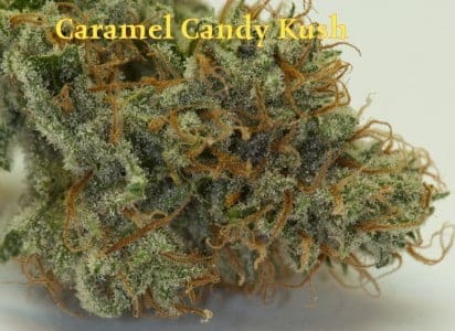 Caramel Candy Kush 12ct Regs plus dynasty  freebie