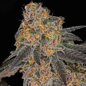 Cherry Vanilla Cookies 12ct Regs