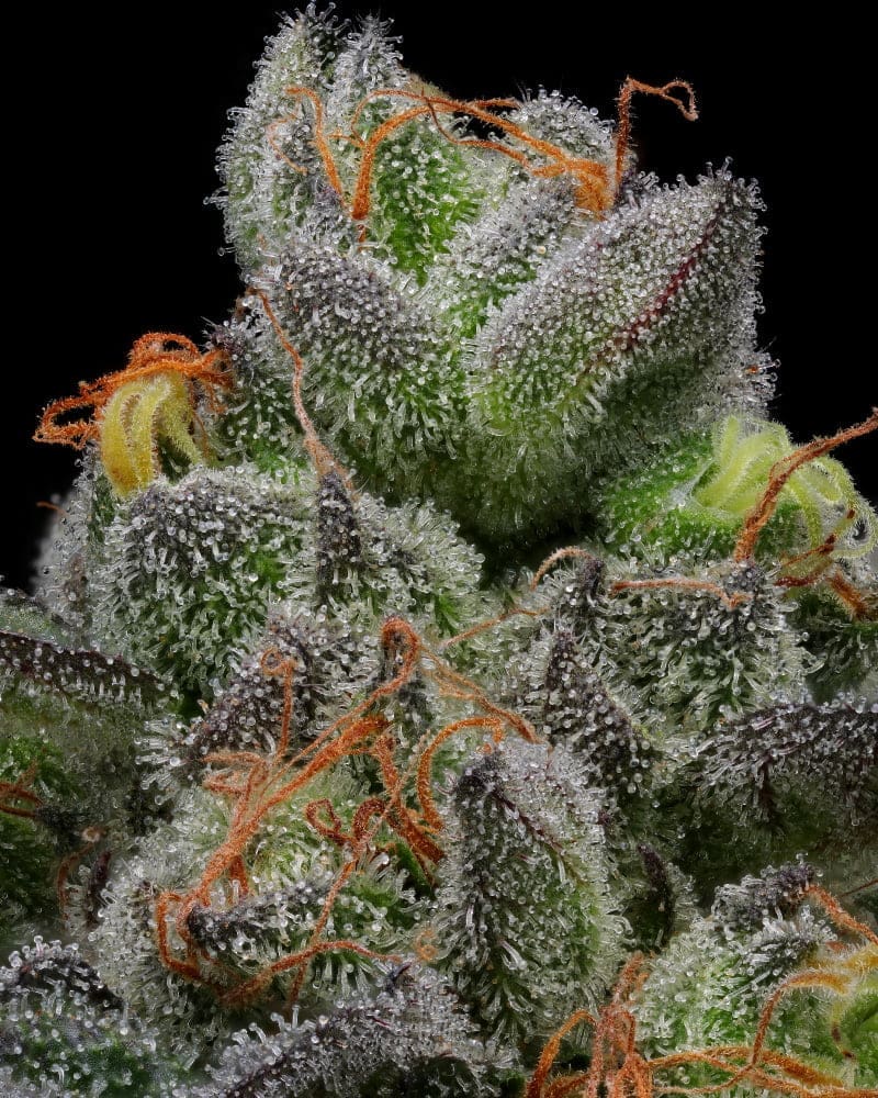 Caramel Cream 10ct Autoflower