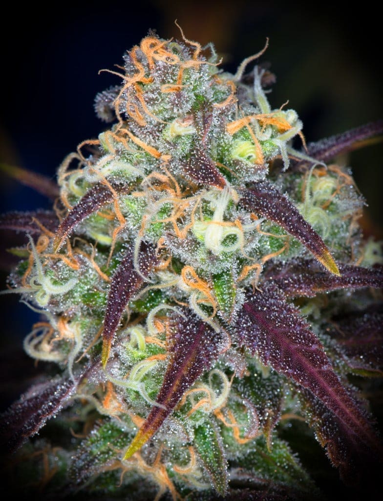 Pineapple Fields 12ct Regs
