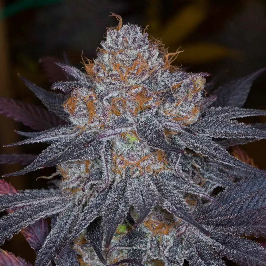 Galactic Punch 12ct Regs