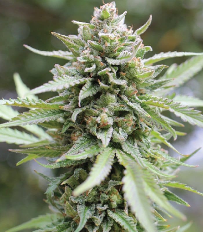 Lemongrass 10ct Autoflower