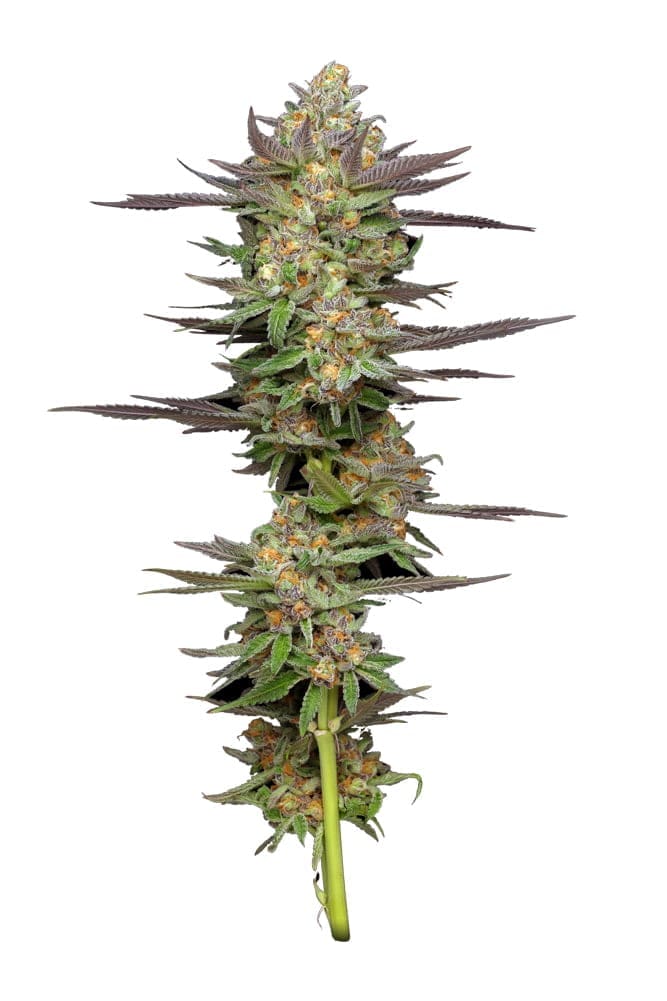 Mint Jelly 10ct Autoflower