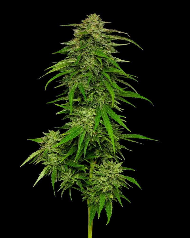 Mango Sherbert 10ct Autoflower