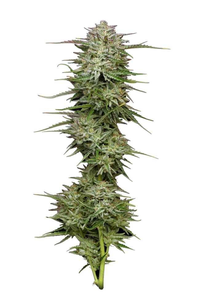 Pound Town 10ct Autoflower