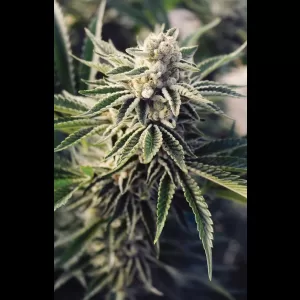 Banana Pie 12ct Regs