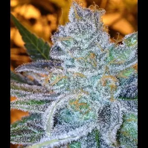 Banana Split 12ct Regs