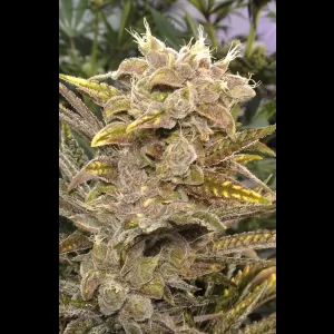 Citrus Sap 12ct Regs