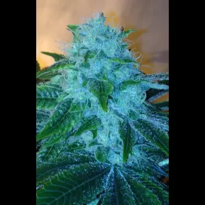 Clifford 12ct Regs