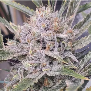 Jilly Bean Grape 6ct Fems