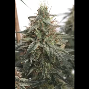 Strawberry Fields 12ct Regs