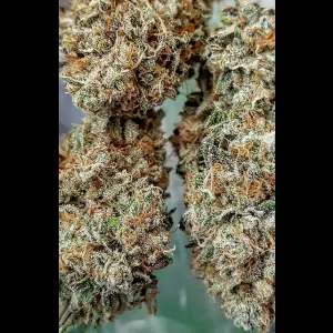 Double Tangie Banana 12ct Regs