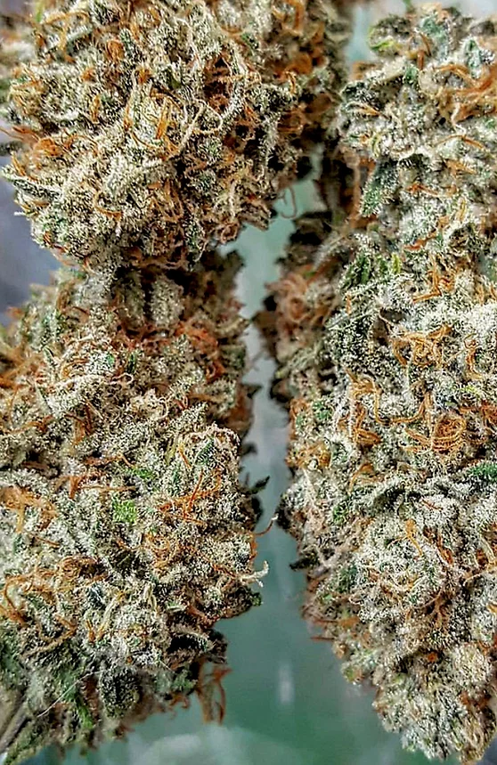 Double Tangie Banana 12ct Regs