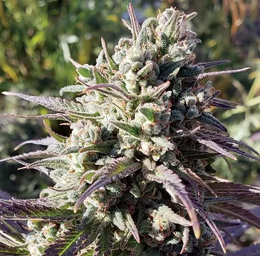 Double Tangie Banana 12ct Regs - Image 2