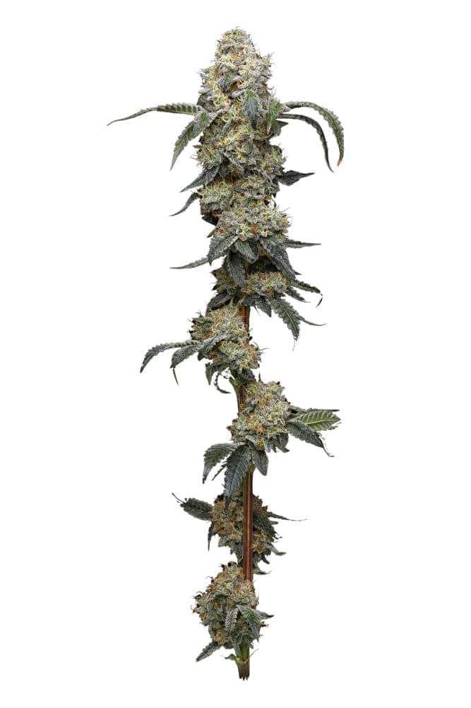 Farmers Daughter 10ct Fems