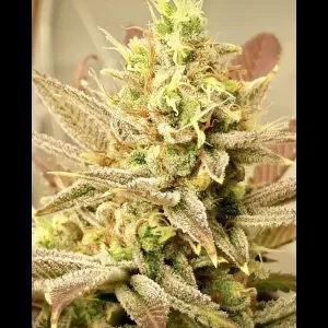 Jilly Bean Lime 6ct Fems