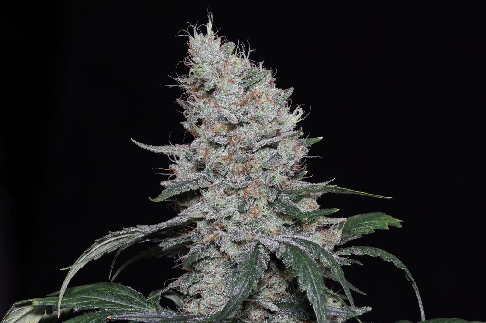 Knows Candy Autoflower
