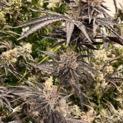 MONEYMAKER 6CT FEMS - Exotic Genetix - FEM