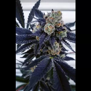 Sour Banana Sherbert 12ct Regs