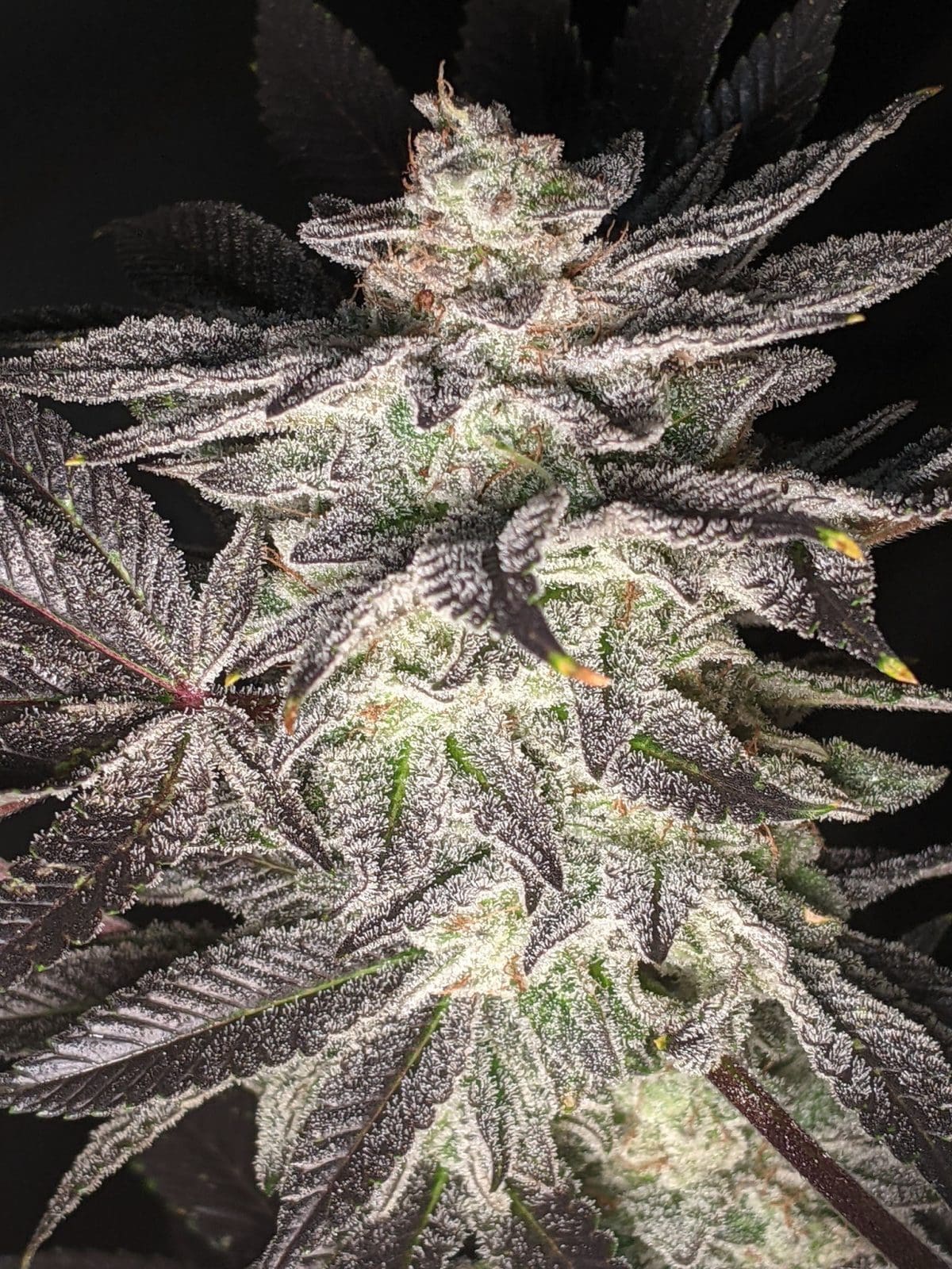Smell of Success 6ct Fems