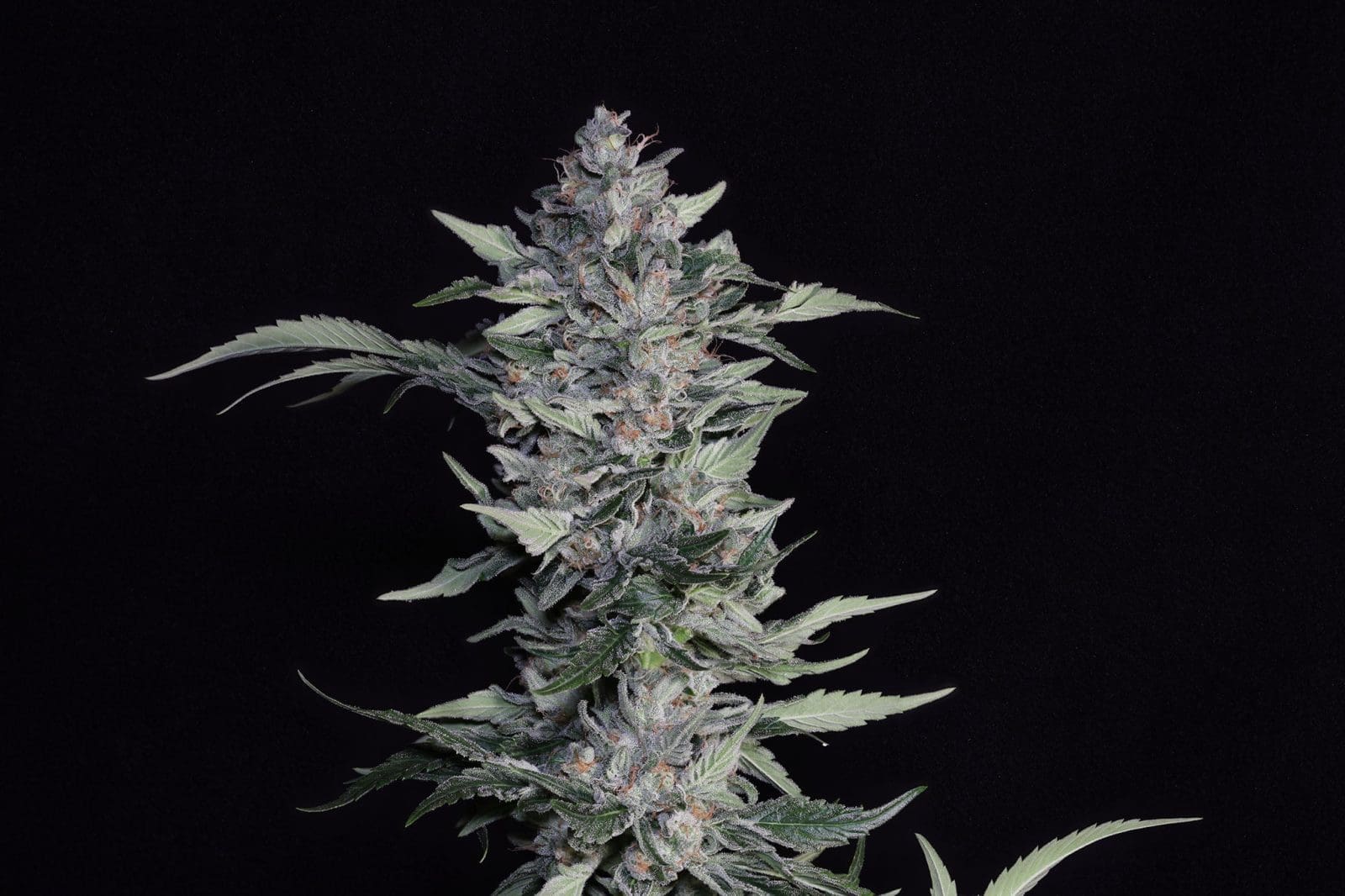 Something Good 6ct Fems