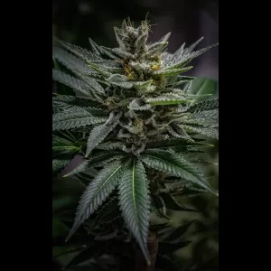 Sour 98 12ct Regs