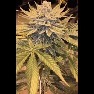 Sour Bananas 12ct Regs