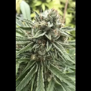 Sour Strawberries 12ct Regs