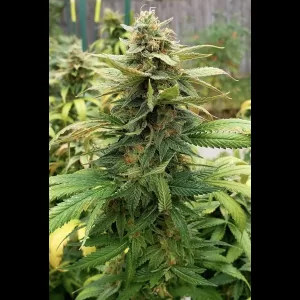 Tangie 12ct Regs