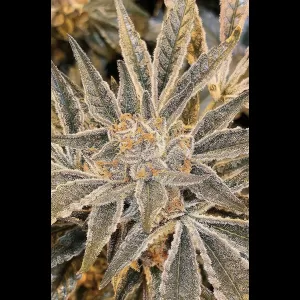 Tangieland 12ct Regs